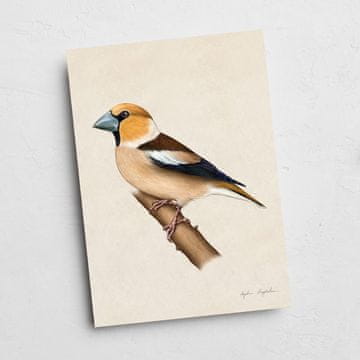 Kartica Hawfinch 2 13x18