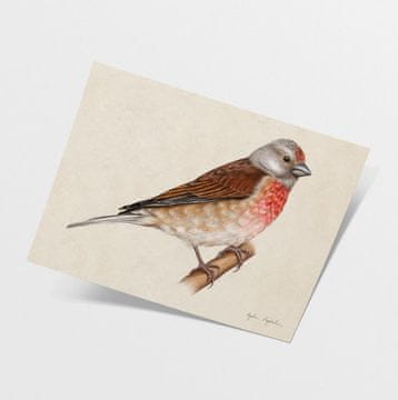 Ilustracija Linnet 21x30