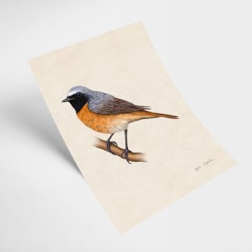 Ilustracija rdečerepke 21x30