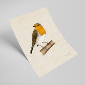 Ilustracija Robin 3 21x30
