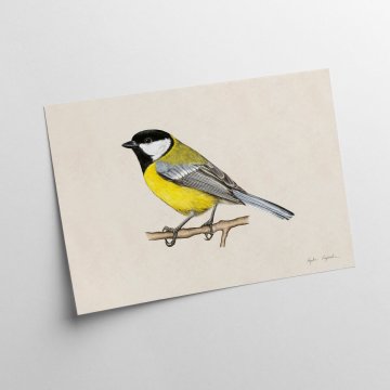 Grafika velike sinice 30x40