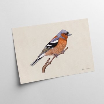 Grafika ščinka 30x40