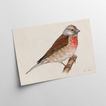 Linnet grafika 30x40