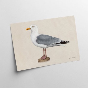 Grafika srebrnega galeba 30x40