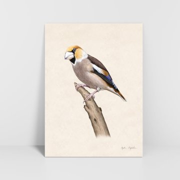 Grafika Hawfinch 30x40