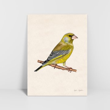 Grafika Greenfinch 30x40