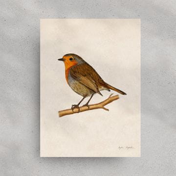 Robin grafika 30x40
