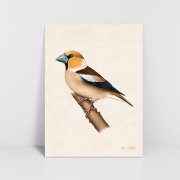 Grafika Hawfinch 2 30x40