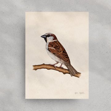 Grafika vrabca 2 30x40