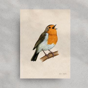 Robin 2 30x40 grafika