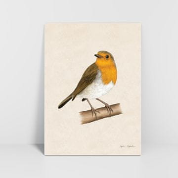 Robin grafika 3 30x40