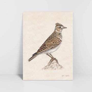 Grafika Skylark 30x40