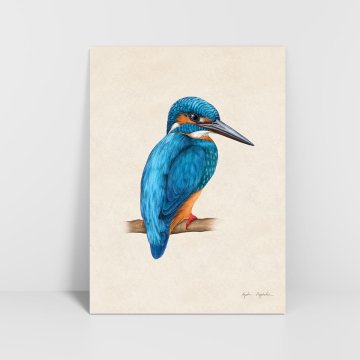 Grafika Kingfisher 2 30x40