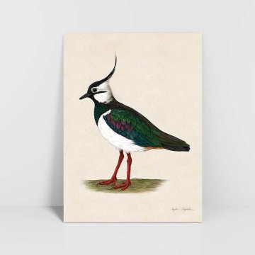 Czajka grafika 30x40