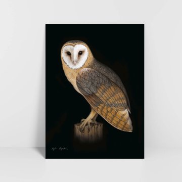 Grafika sove skednjaka temno ozadje 30x40