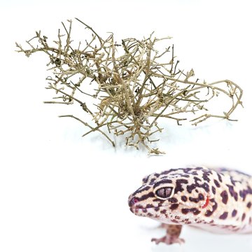 BIO BioNano Roots veja puščavskega drevesa, velika 12-15 cm