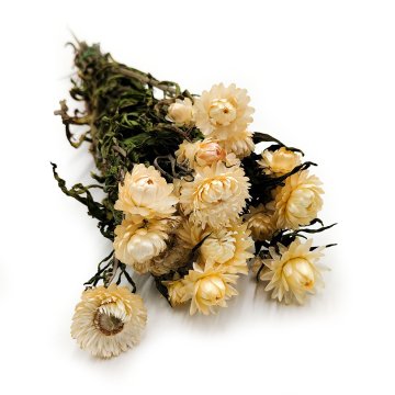 Posušeni smilj - (Helichrysum) - bel