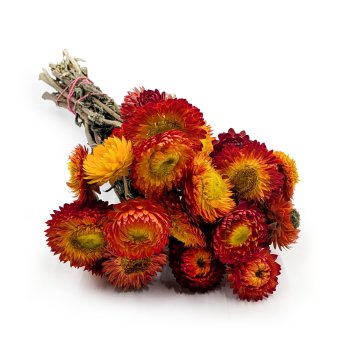 Posušeni smilj - (Helichrysum) - pomarančni