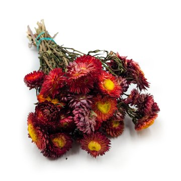 Posušeni smilj - (Helichrysum) - Rdeča krasta
