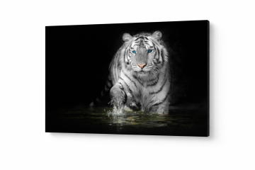 Obraz na płótnie Canvas Tygrys Biały Nocna Moc Salon Dekoracja 50x60