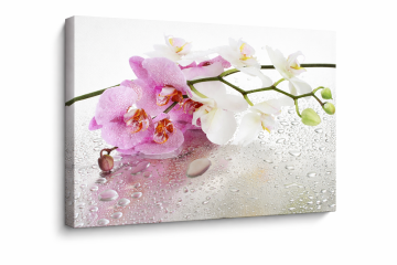 Obraz na płótnie Canvas Orchidea Krople Wody Kwiaty Dekoracja 50x60