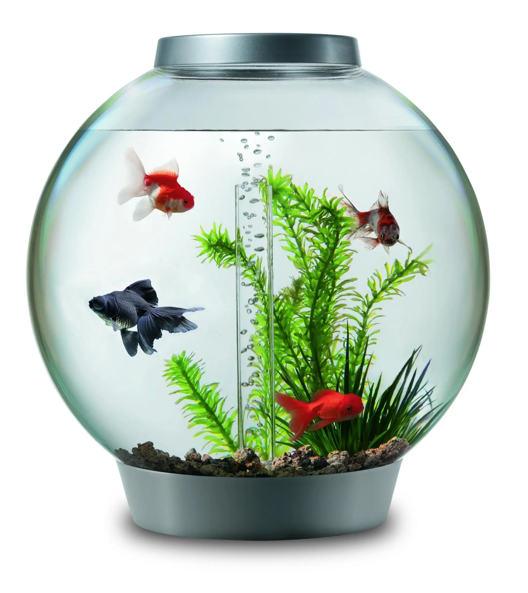 Аквариум ч рыбками. Аквариум BIORB 15 литров. Круглый аквариум. Круглый аквариум с рыбками. Аквариум маленький круглый.