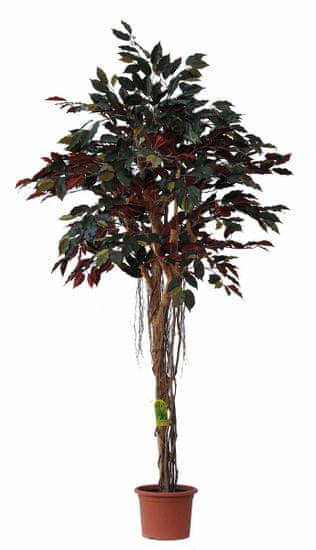 EverGreen capensia v cvetličnem loncu, 170 cm