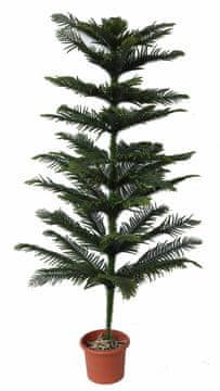 EverGreen sobna smreka v cvetličnem loncu, 180 cm