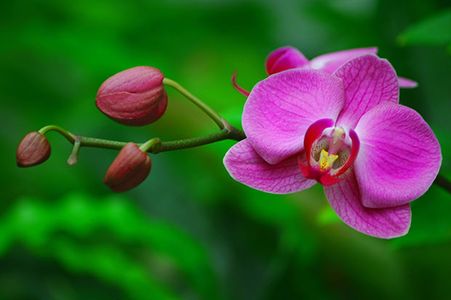 HomeOgarden organska zemlja za orhideje