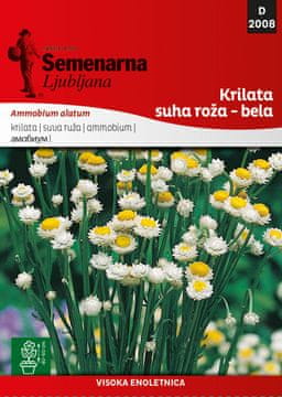 Semenarna Ljubljana krilata suha roža, bela D2008