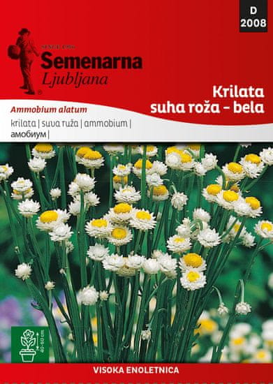 Semenarna Ljubljana krilata suha roža, bela D2008