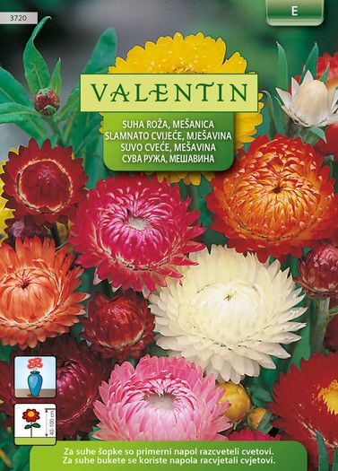 Valentin suha roža Helichrysum, mešanica, 3720