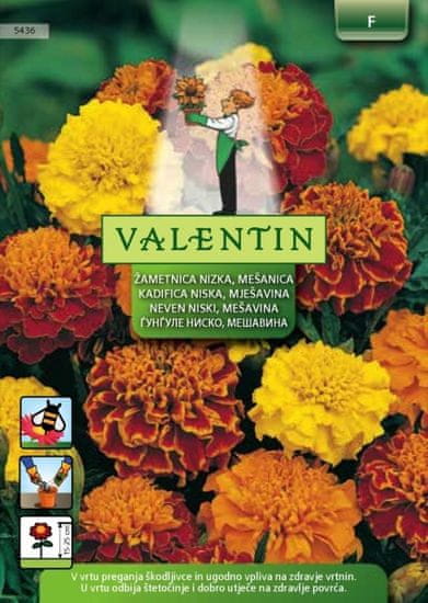 Valentin nizka žametnica Tagetes, mešanica, 5436