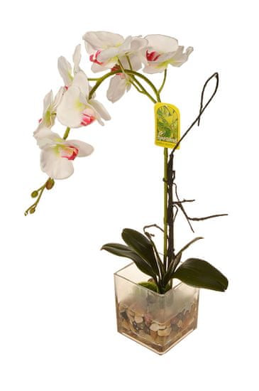 EverGreen Orhideja v steklu 3, višina 56 cm