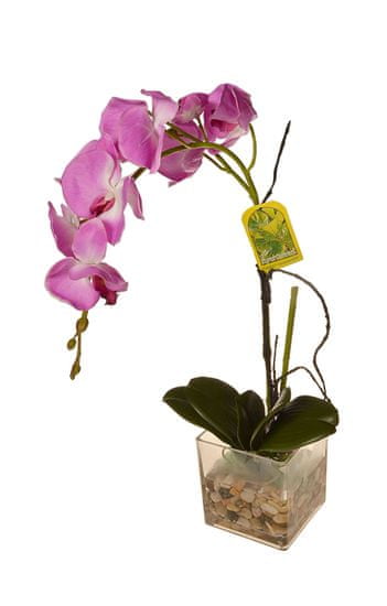 EverGreen Orhideja v steklu 4, višina 56 cm