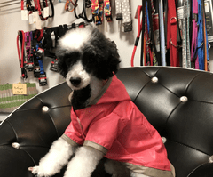 Doggy Dolly dežni plašček za male pse, 2 tački, rdeč, XL