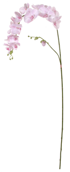 Shishi Roza orhideja 176 cm