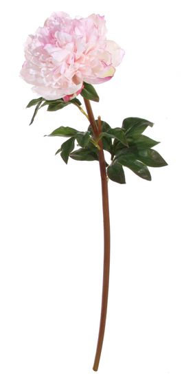 Shishi Svetlo roza potonika 72 cm