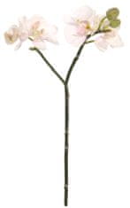Shishi Roza orhideja 30 cm