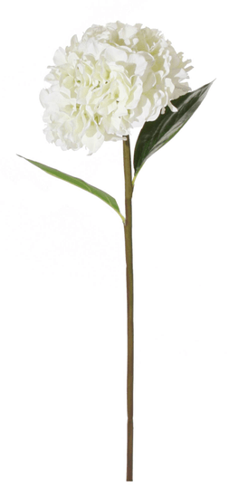Shishi Bela hortenzija 90 cm