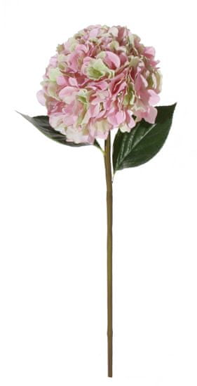 Shishi Roza hortenzija 90 cm