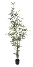 Shishi Bambus v loncu 1,7 m