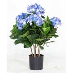 A La Maison Modra hortenzija v paketu, 53 cm