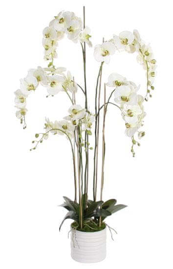 Shishi Bela orhideja s cvetličnim lončkom 155 x 75 cm