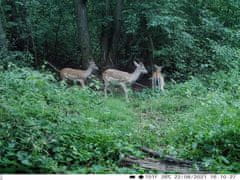 KeepGuard KG795W + 32GB SD kartica in 8 baterij BREZPLAČNO!