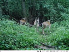 KeepGuard KG795W + 32GB SD kartica in 8 baterij BREZPLAČNO!