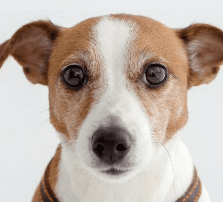 Predvajanje zvokov, ki dajo občutek, da je nekdo doma