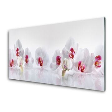 tulup.si Stenska plošča za kuhinjo Cvetovi rastlin narava