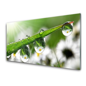 tulup.si Slika na akrilnem steklu Grass nature dew drops 2 obešalnika