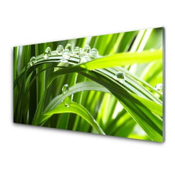 tulup.si Slika na steklu Grass vodnih kapljic nature 4 obešalnika